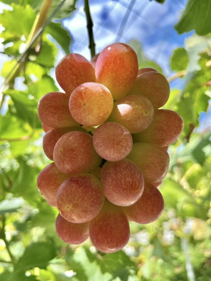 幻の ぶどう サニードルチェ葡萄 種無し 5kg