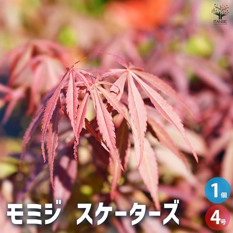 ITANSE モミジ スケーターズ 4号 1個売り 品種で選べる花木苗 学名 Acer palmatum Skaters ムクロジ科カエデ属 耐寒性落葉中低木 原産地 日本 アメリカなど 別名 もみじ 紅葉 楓 1