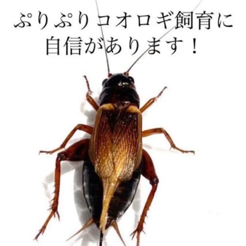 明日着く！冷凍コオロギ 1.1kg フタホシコオロギ サイズミックス