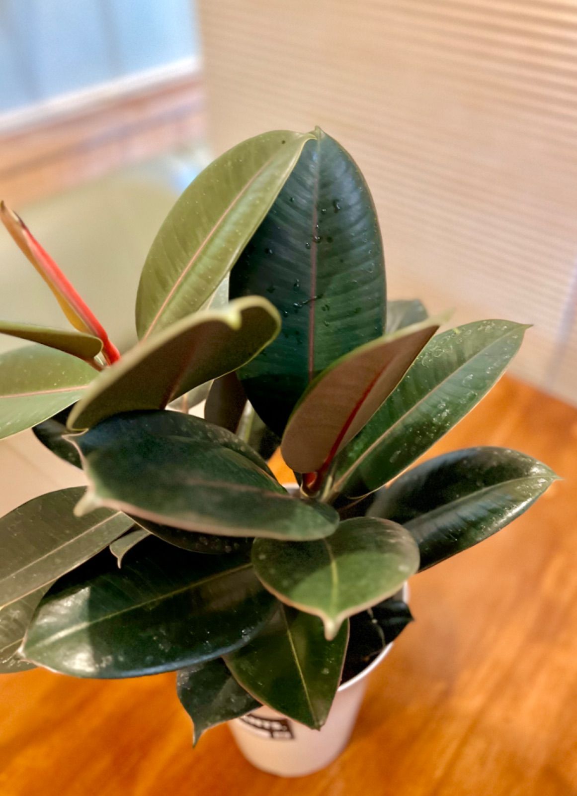 フィカス バーガンディ 2株 6号ホワイトプラ鉢 - メルカリ