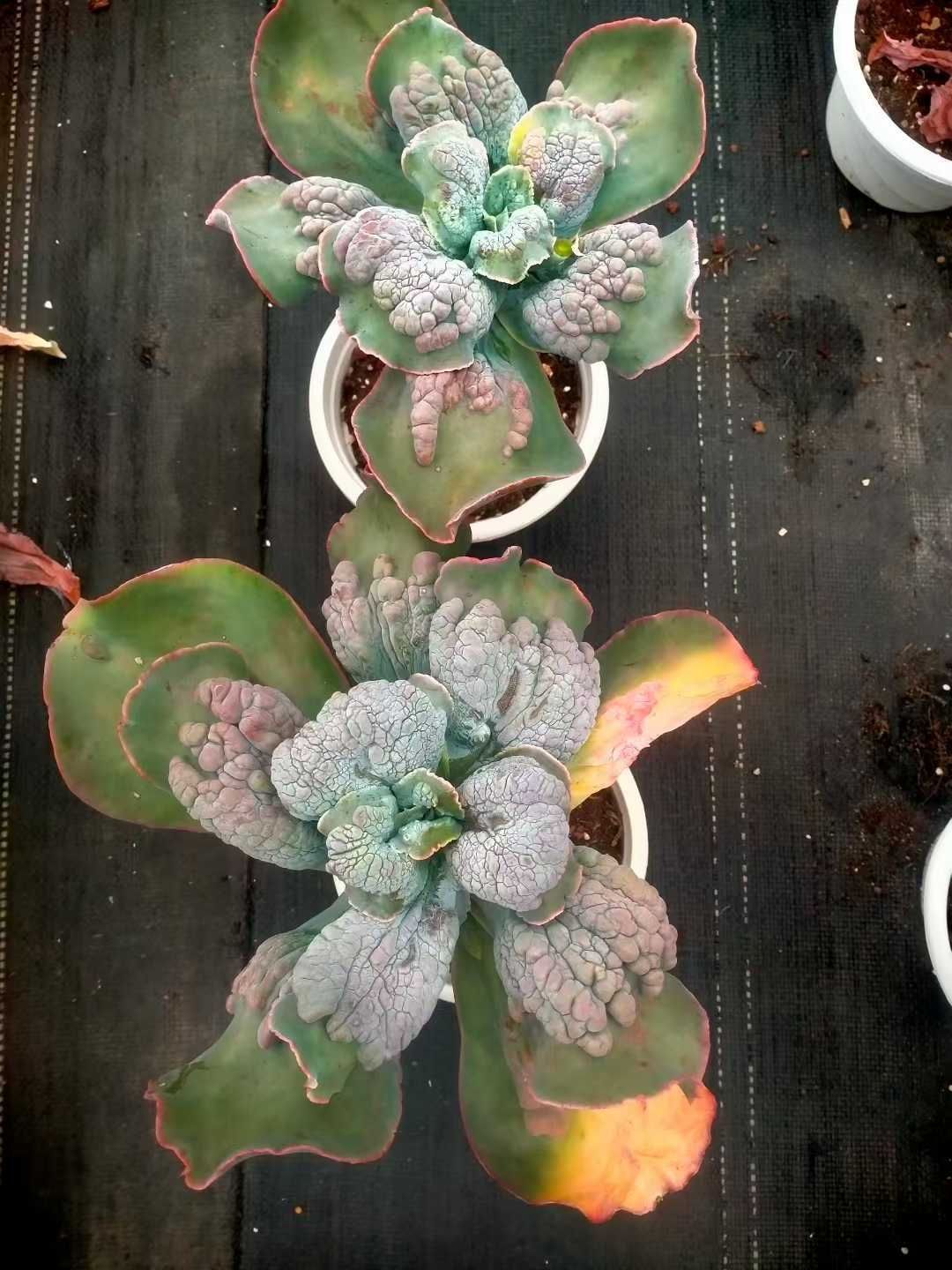 新発売 12株セット エケベリア・バロンボールド（ブルー） 抜き苗 多肉