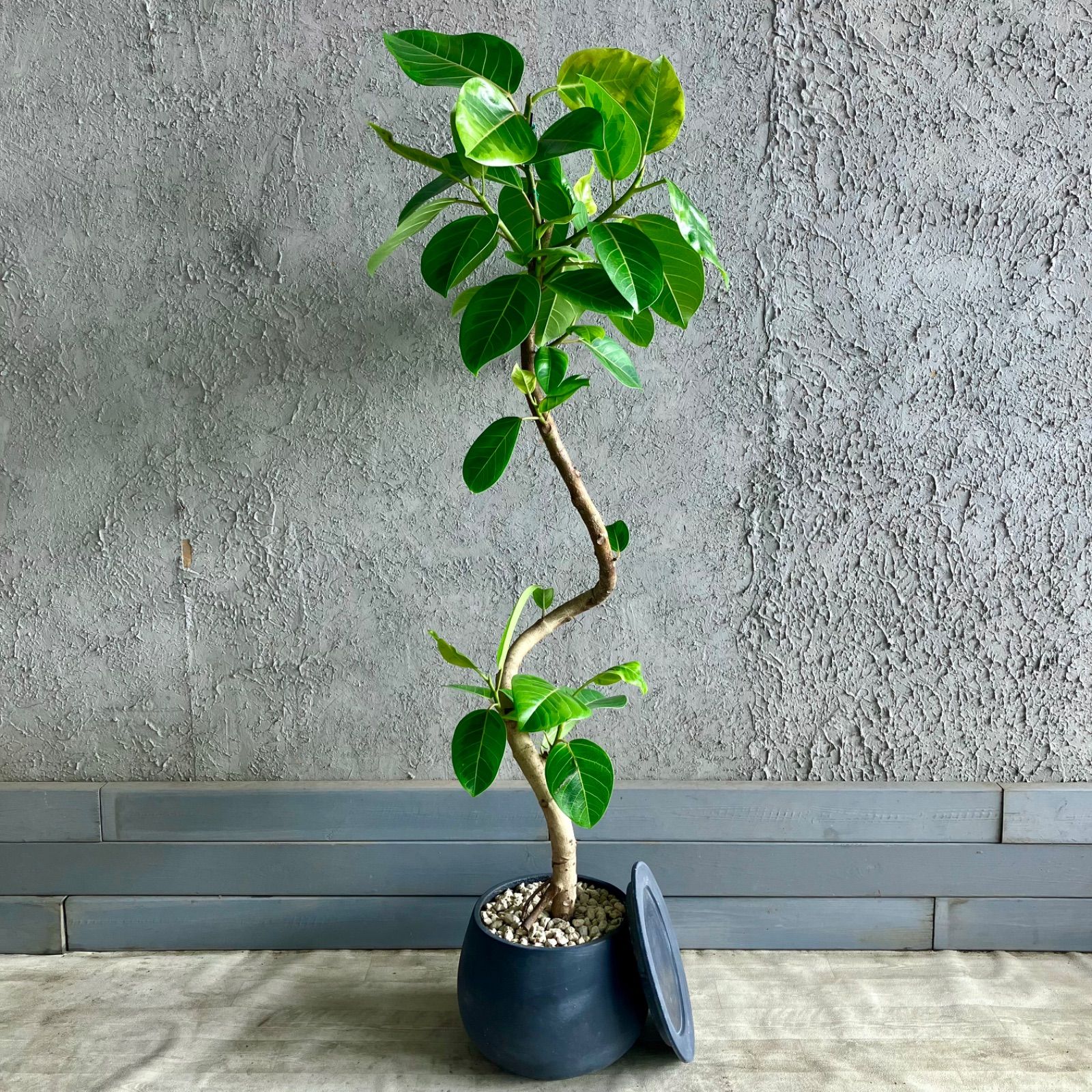 ① フィカス ベンガレンシ曲がり仕立て 10号 特大苗木最高等級極上品