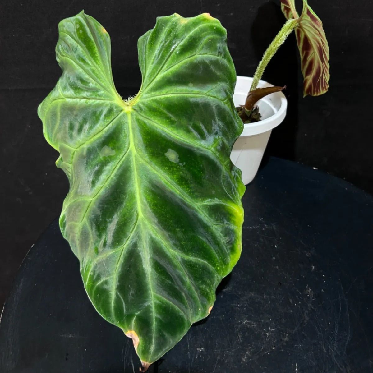 フィロデンドロン ベルコーサム Philodendron Verrucosum - メルカリ