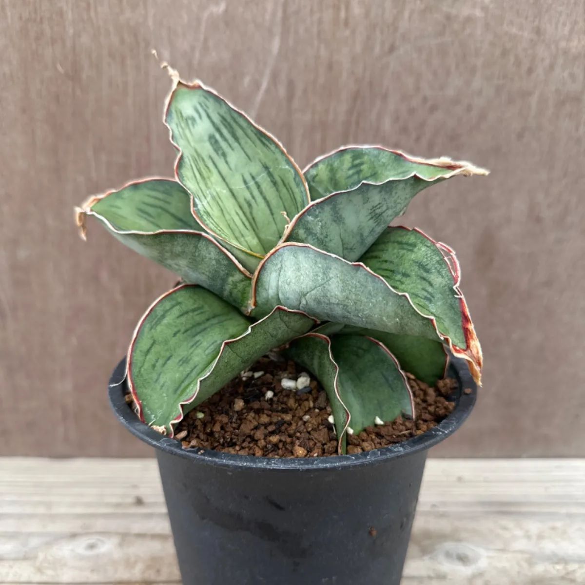 植物/観葉植物 AS silk サンスベリア•サンセベリア