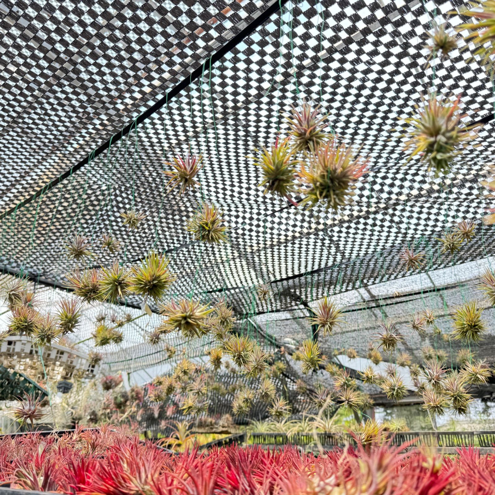 チランジア モーリアナ(モウリアナ) Tillandsia mauryana＊エア