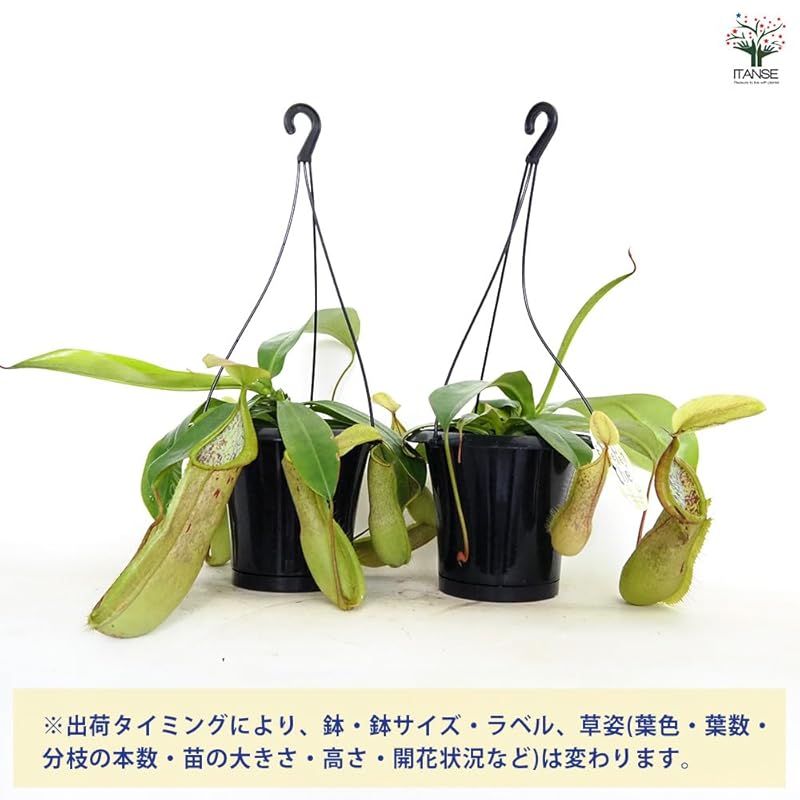 丈夫さと美しさを兼ね備えています 明るい緑