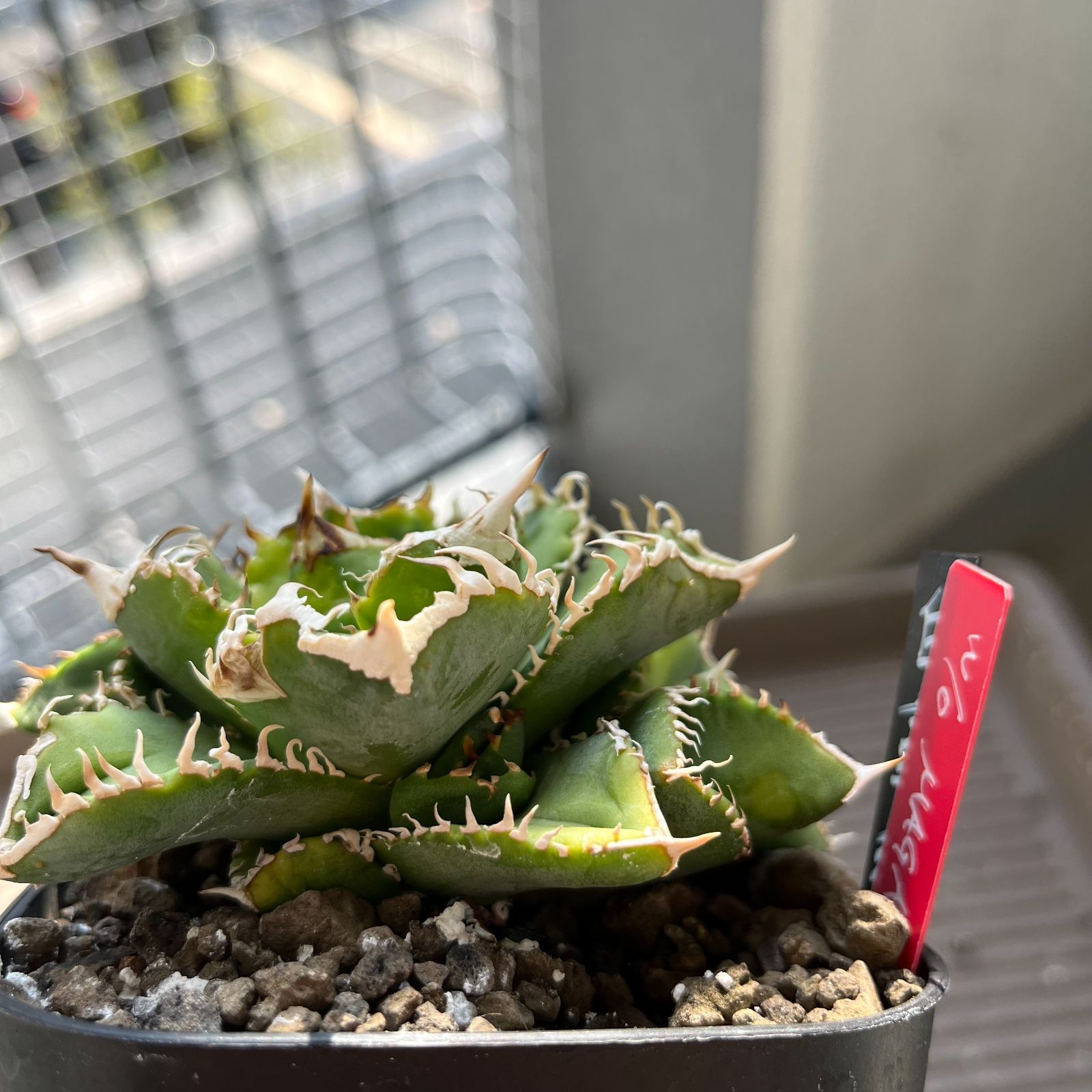 Agaveチタノタ　白豪刺　龍球会 管理No.06768444】アガベ チタノタ 白豪刺（発根済） | LIT