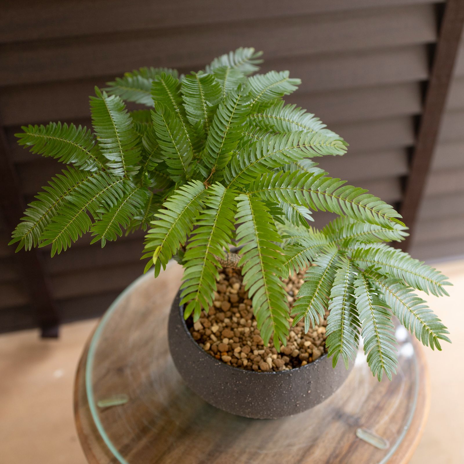 盆栽 エバーフレッシュ 曲がり仕立て 5号陶器鉢 Ever fresh BONSAI