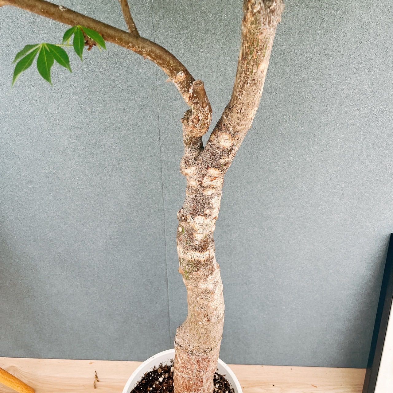 現品］☆珍しい☆ 19番 トックリキワタ 8号 南米桜 観葉植物