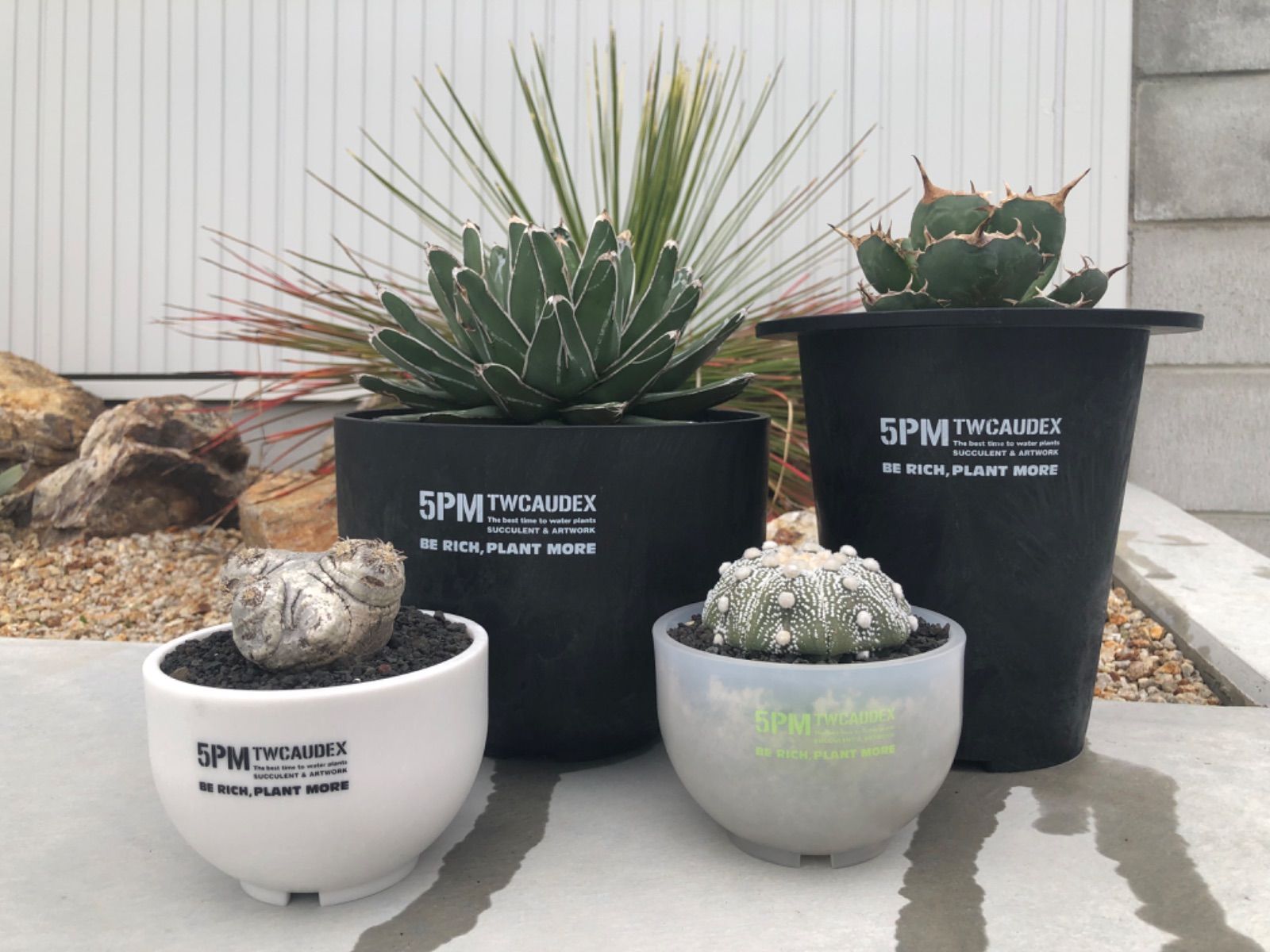 5PM.TWCAUDEX プラスチック鉢 酉 5pm.twcaudex プラスチック 鉢 - メルカリ
