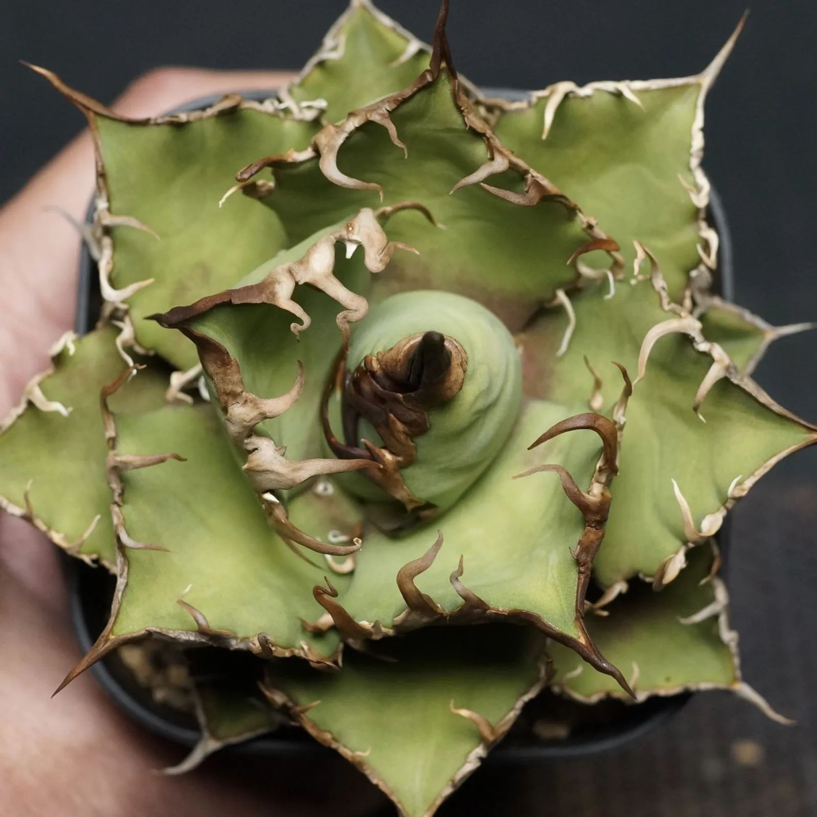 アガベ チタノタ 烈焔 親株 子株2つ付き アガベ チタノタ 烈焔 子株