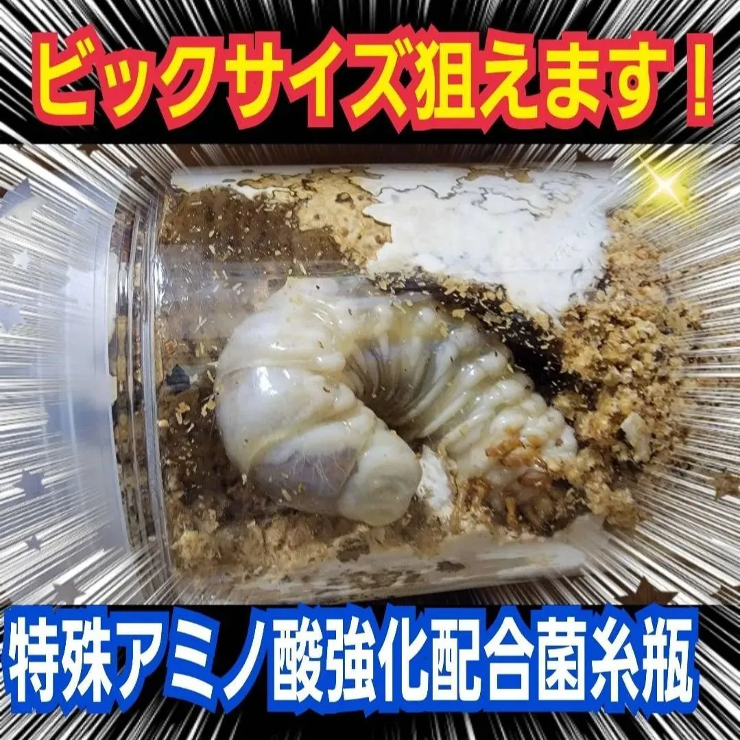 極上！カワラ菌糸瓶【8本】タランドゥス・オウゴンオニクワガタ