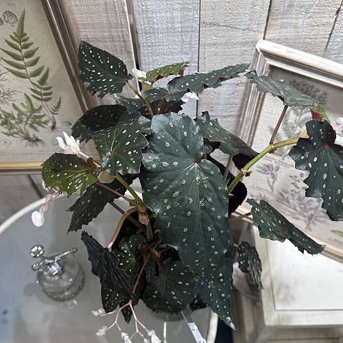 ベゴニア 木立性 シャロン シーラート Sharon Seelert B1T : 花