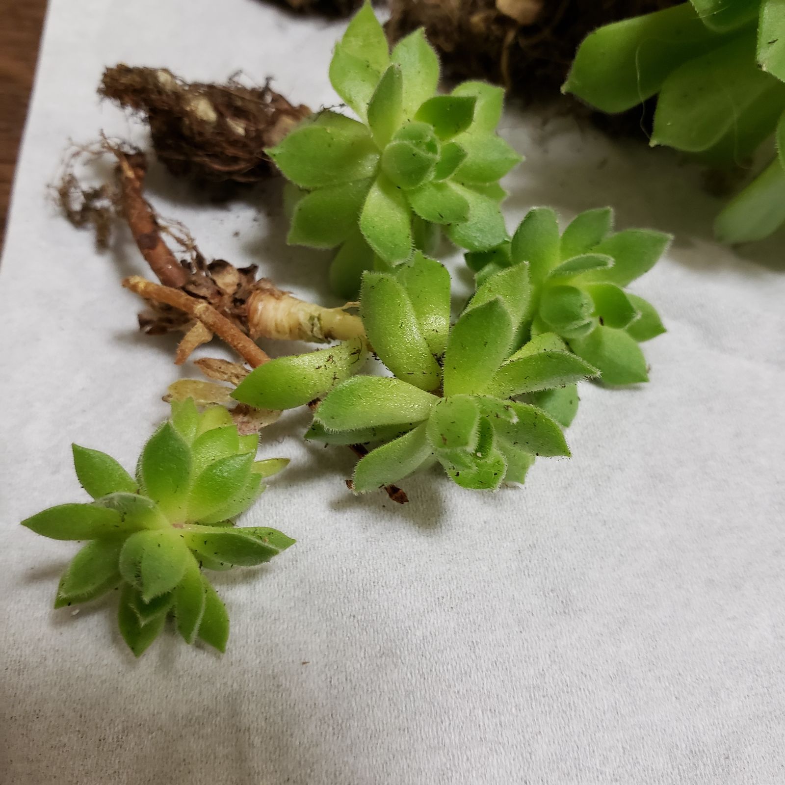 No.361 ❁ブルーアップル❁抜き苗 多肉植物 寄せ植え No.361 ❁ブルーアップル❁抜き苗 多肉植物 寄せ植え