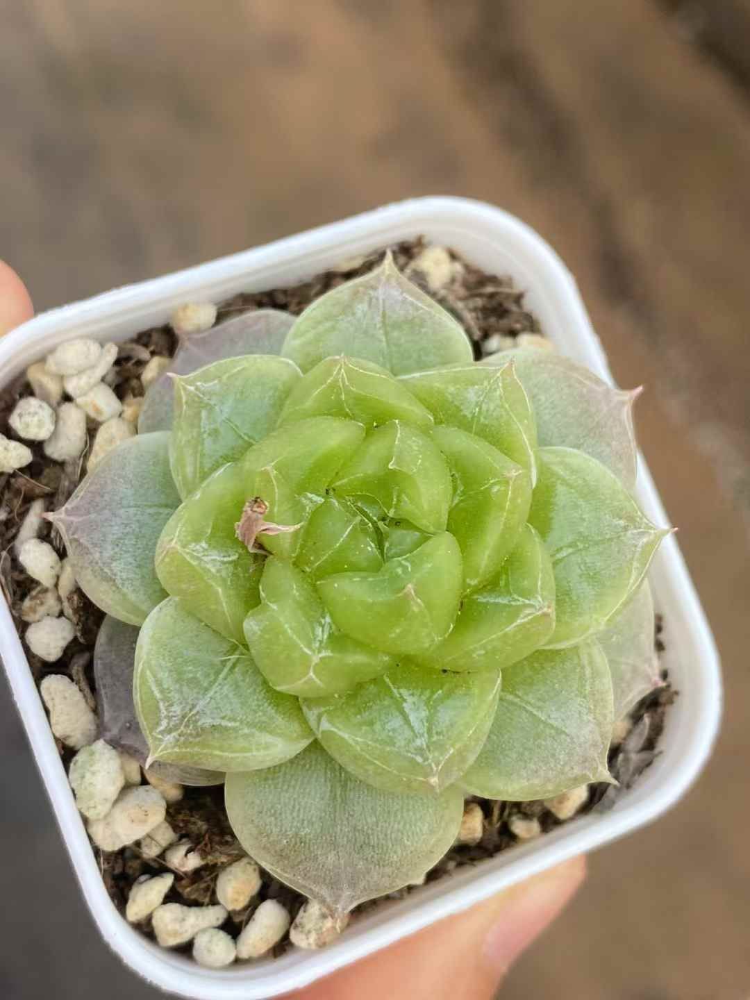 抜き苗 セブンアップ MY146×48株 ふっくら 多肉植物 エケベリア