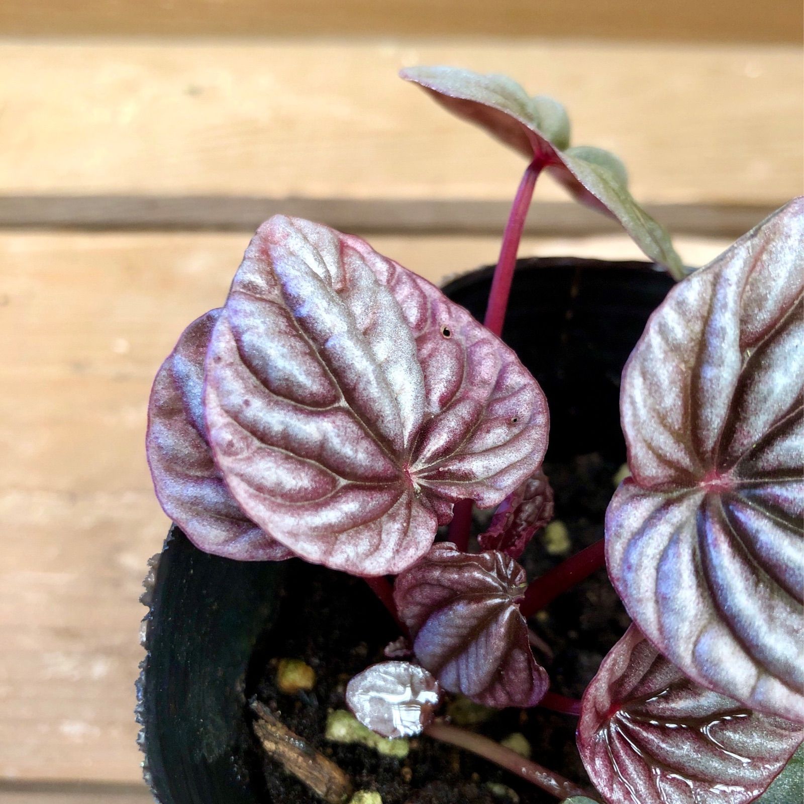 観葉植物　ペペロミア カペラータ　2ポットset