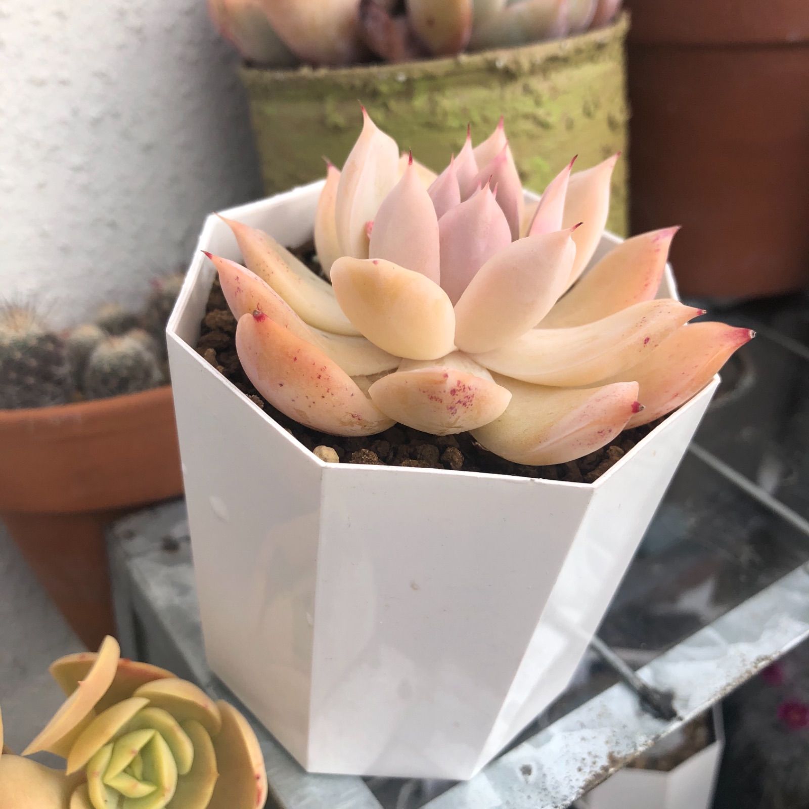 コロラータ×シムランスラグナサンチェス 現物発送 多肉植物