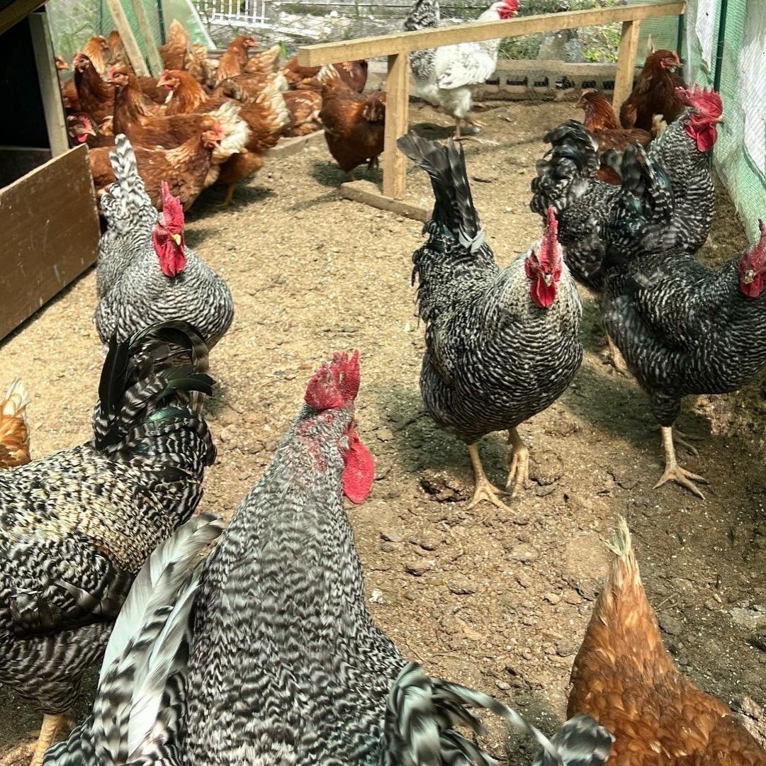 10個入り】宮下養鶏の朝採れ平飼い卵(大分県産) - メルカリ