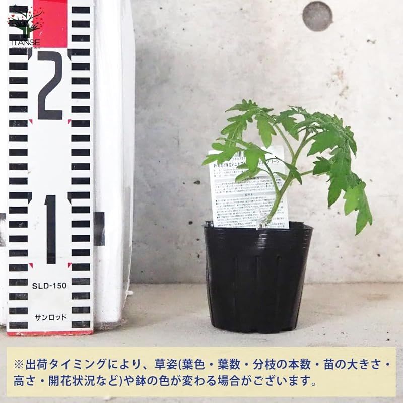 品種で選べる野菜苗