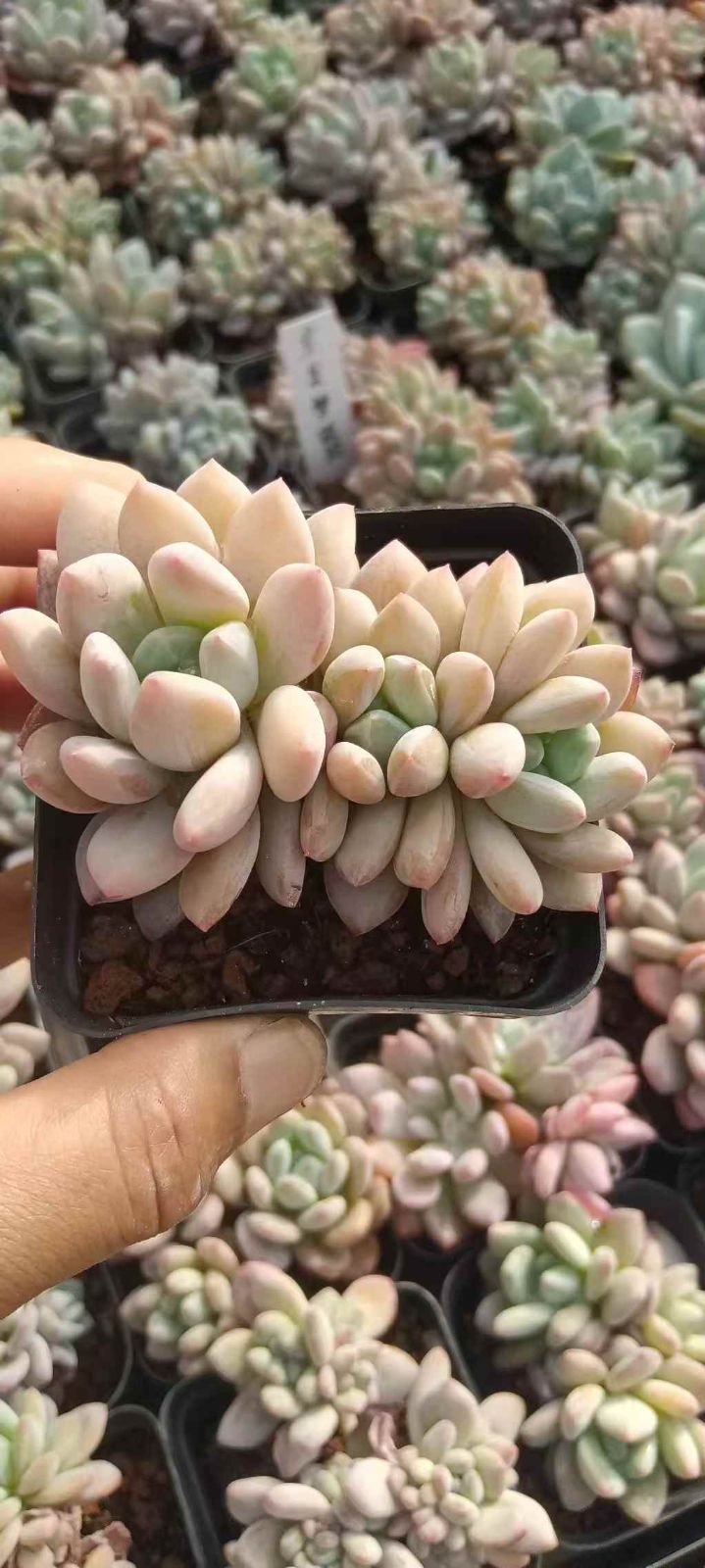 抜き苗 アップルモンロー XQ825×40株 ふっくら 多肉植物 エケベリア サボテン 韓国苗 新入荷
