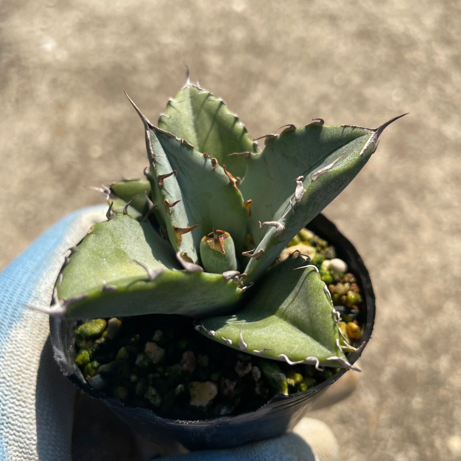 オテロイ　実生 アガベ オテロイ 実生 agave oteroi seeding – BARBAS Plants Lab.