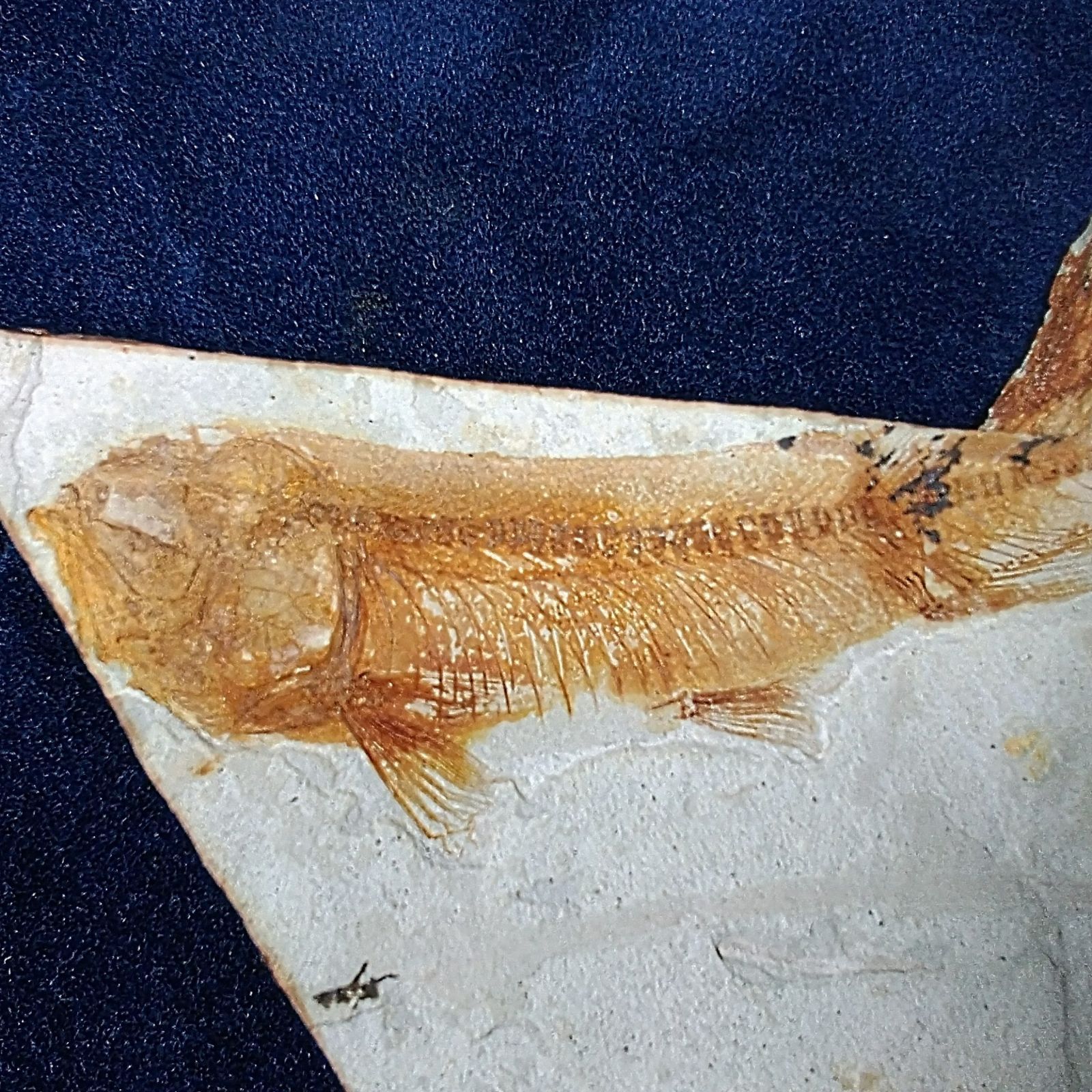 魚(リコプテラ科)化石 中国/遼寧省/熱河層群産・1億年前の古代魚リコプテラ魚の化石】 - メルカリ