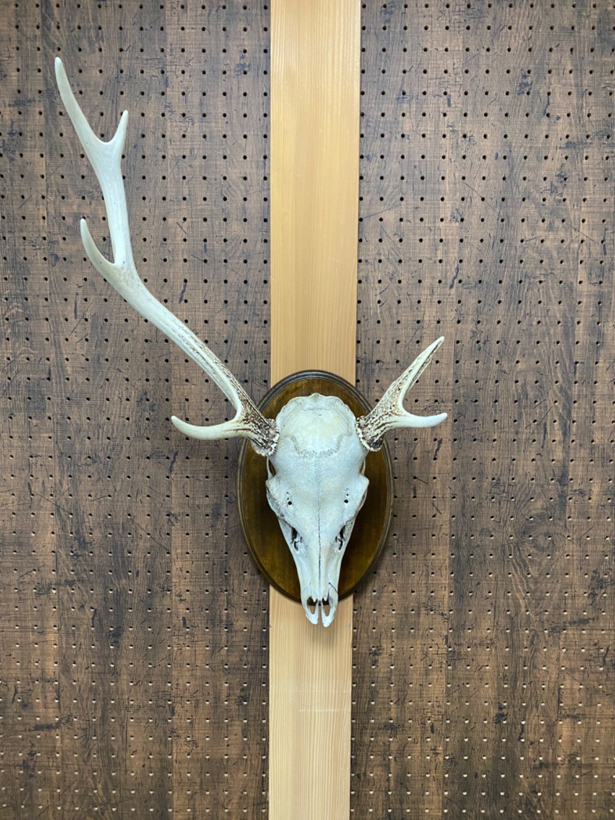 鹿スカルの壁掛け 左右非対称角 - メルカリ