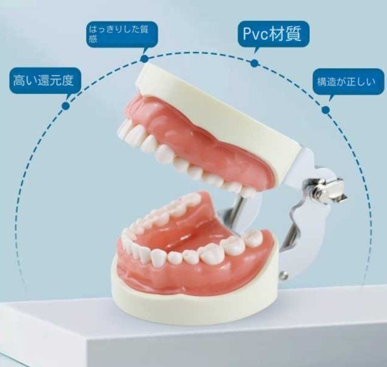 28歯科モデルを備えた口腔モデルワンストップサービスを教育解説歯科クリニックに応用