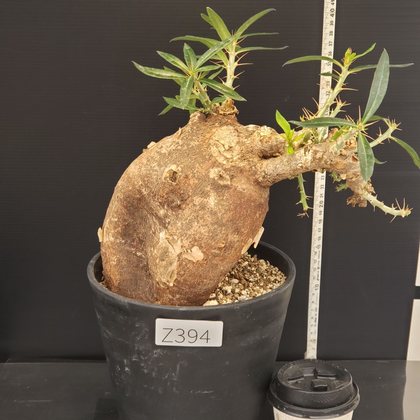 pachypodium bispinosum 《小さめM size》※現地球発根後店主国内
