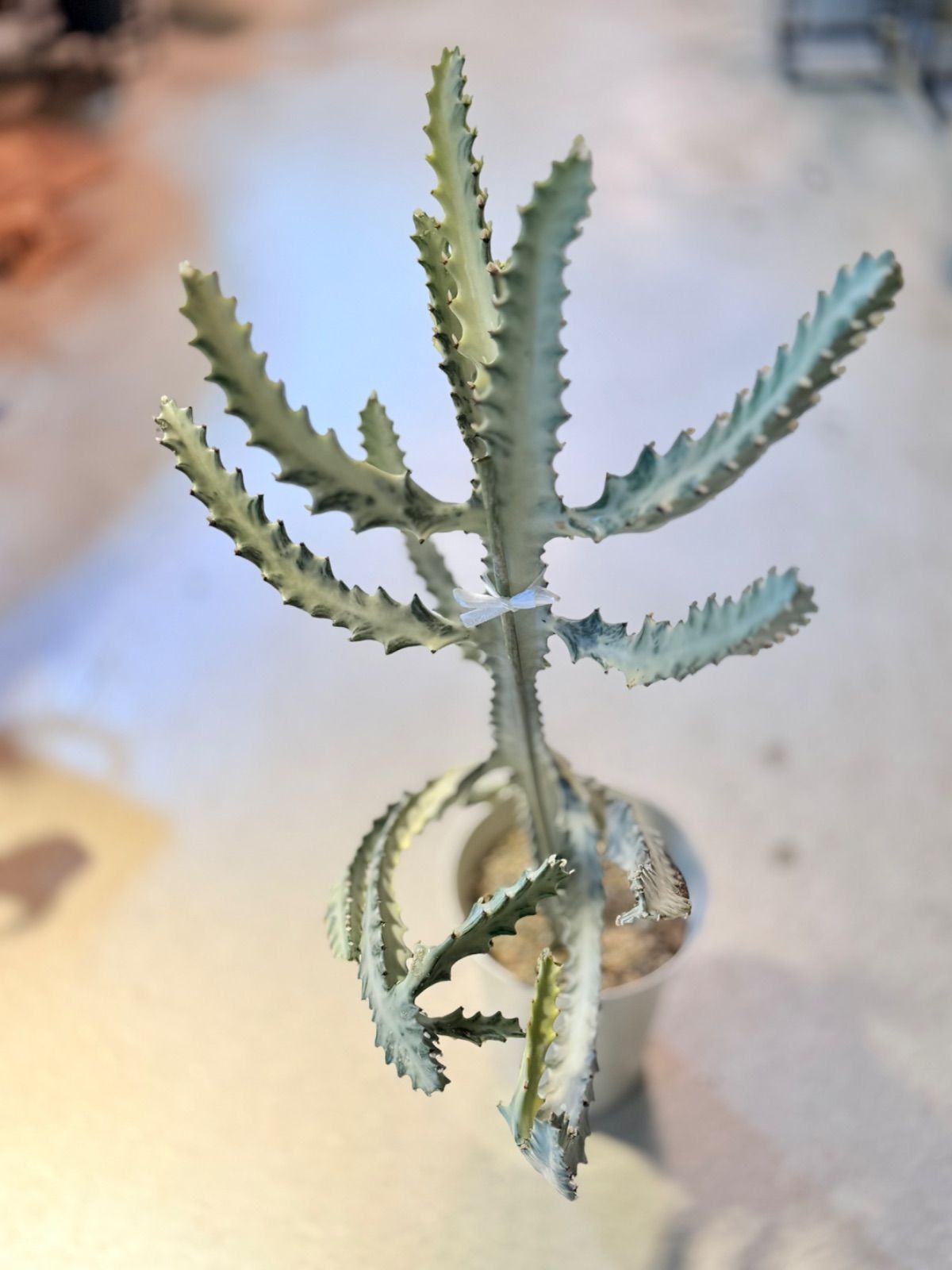 ユーフォルビア ホワイトゴースト