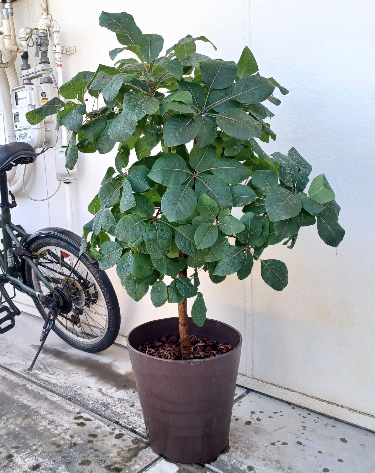 shiturae select スモークツリー グレース 鉢植えセット shiturae select スモークツリー グレース 鉢植えセット