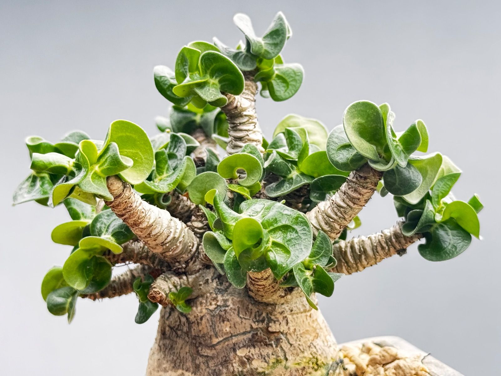 レア実生】獅子葉 アデニウム アデニウム D.H.A 獅子葉 実生