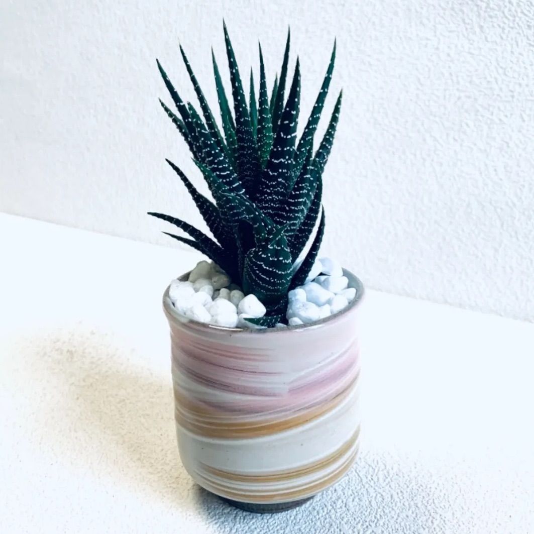 人気の福袋 開店祝い 新品 未使用 ハイドロカルチャー ハオルチア 十二の巻 子株付 多肉植物 小石原焼 陶器 植物 植物 観葉植物 Www Liberisogni Org Www Liberisogni Org