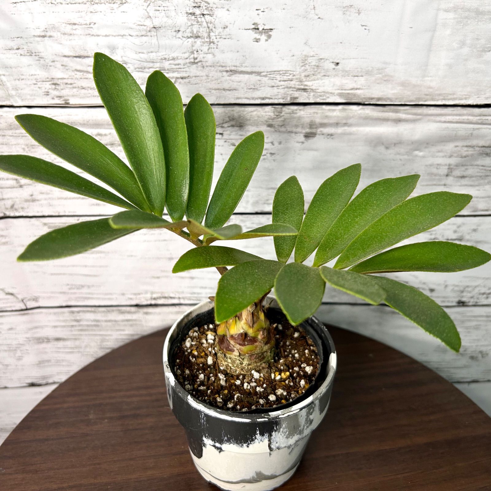 [期間限定値下げしました！！]ザミア　メキシコソテツ ザミア フルフラセア メキシコソテツ 多頭 | GREEN LUCK