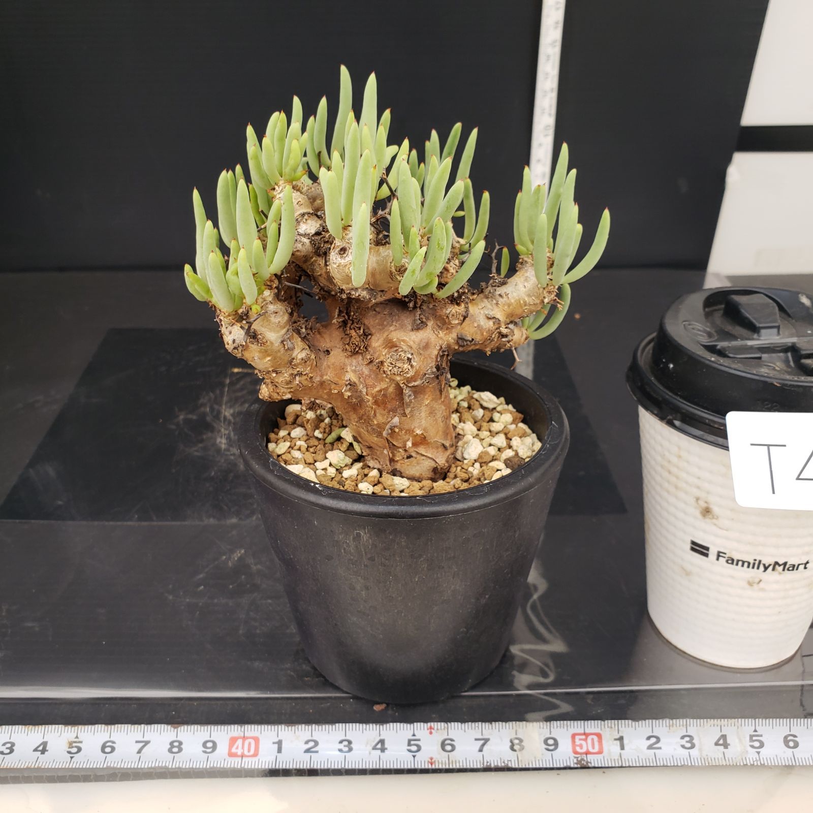 チレコドン・レティキュラーツス（万物想）（現地球、発根済み） チレ