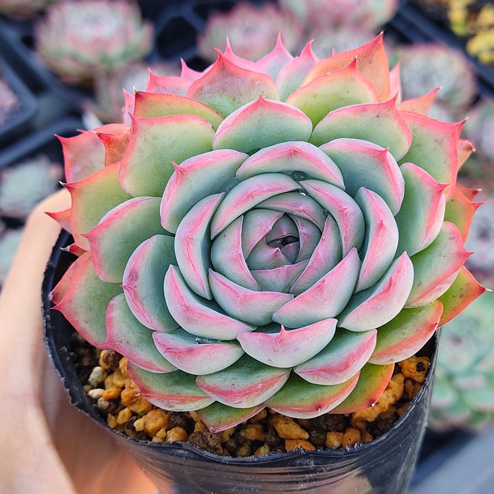 超激安 多肉植物❣️シルエット❗️ エケベリア シルエット 多肉植物 ...