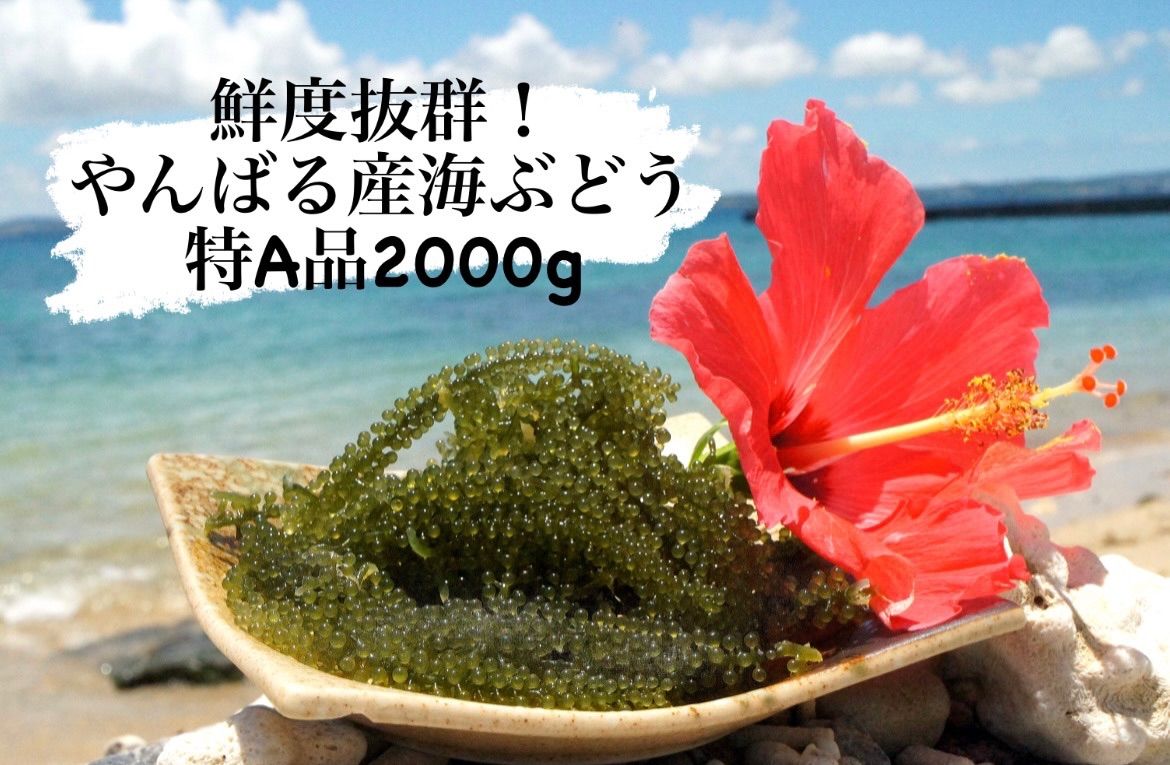 最短 鮮度抜群 やんばる産海ぶどう 特A品2000g