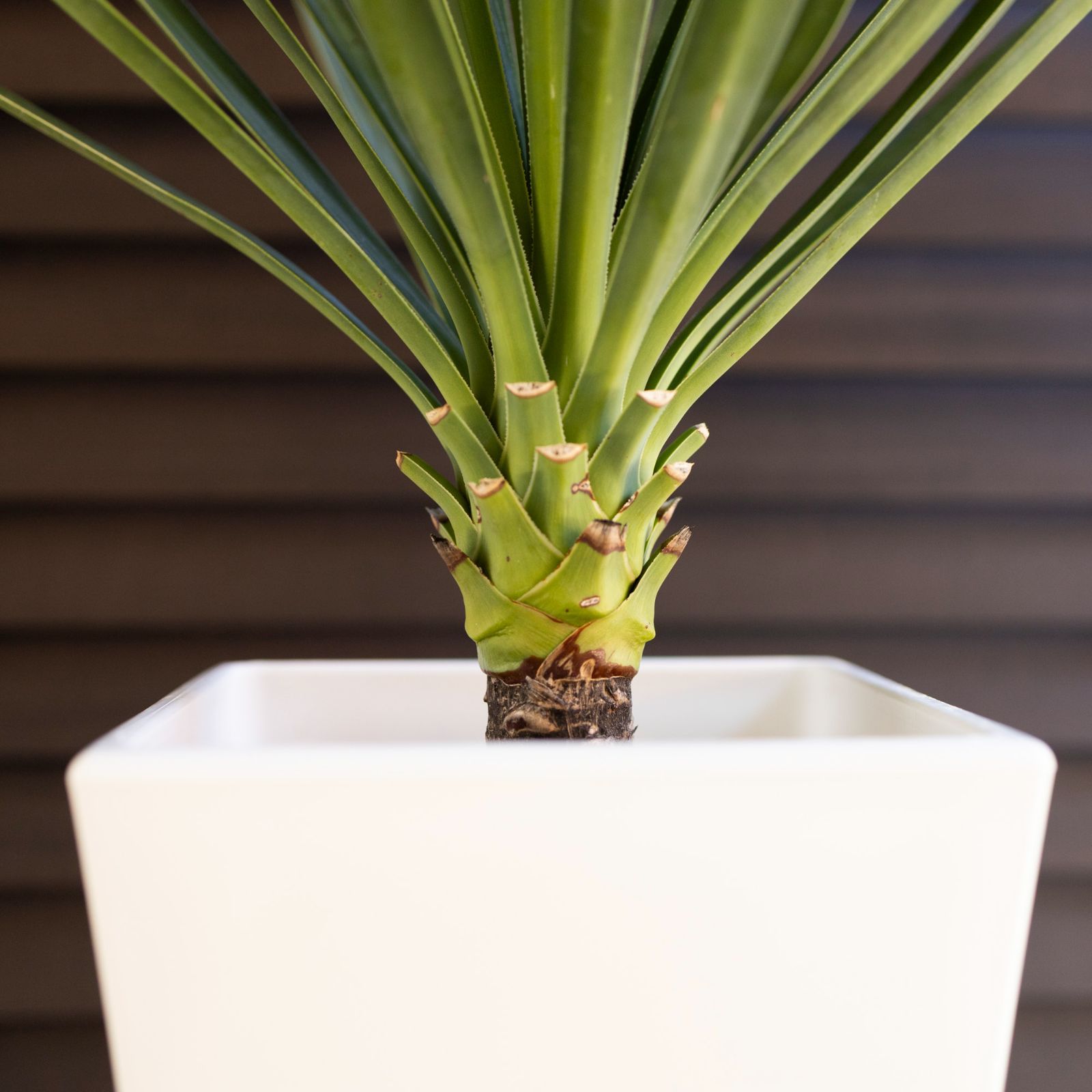 ユッカ アロイフォリア Aloifolia 千寿蘭 センジュラン ヤシ 幹 ユッカ アロイフォリア Aloifolia 千寿蘭 センジュラン ヤシ 幹