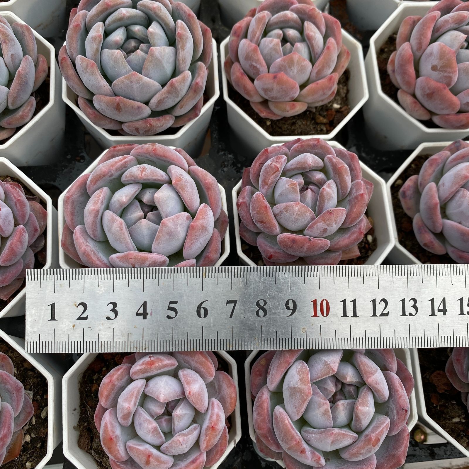 韓国苗MIX ポット苗　セット　アソート　エケベリア　送料込み　宅急便　特大 韓国苗MIX ポット苗 セット アソート エケベリア 送料込み