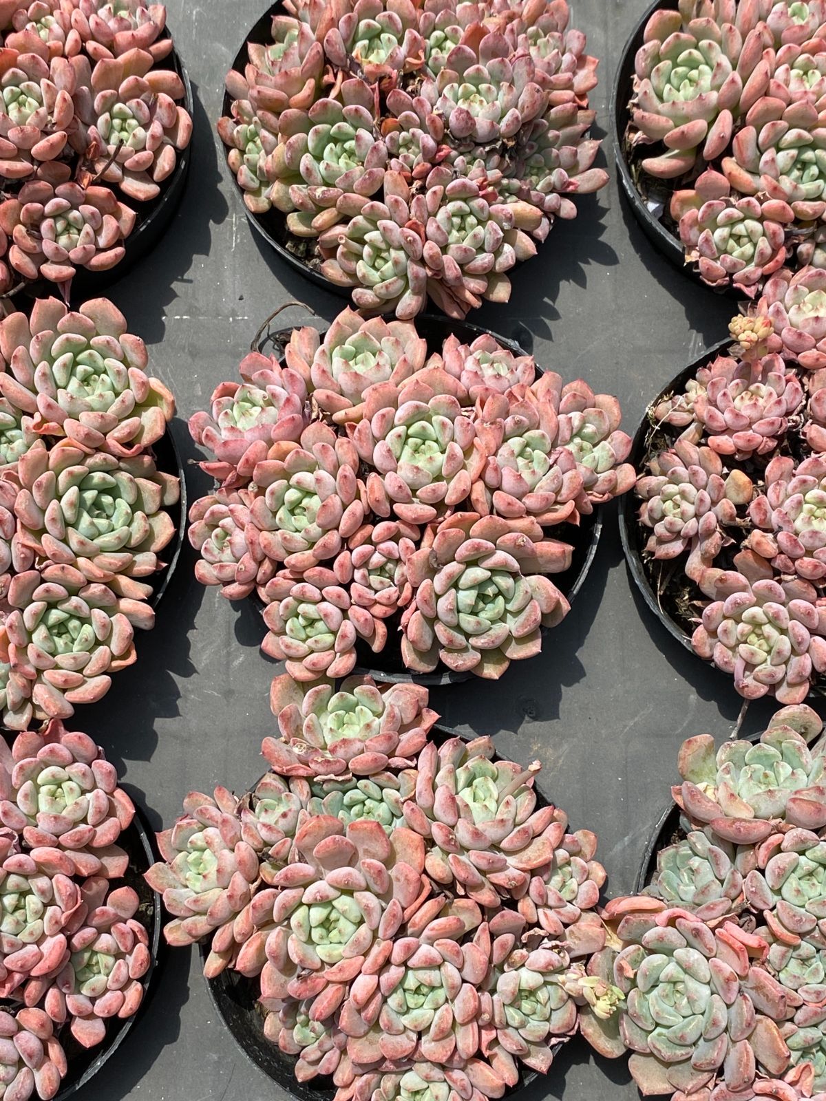 ぴ*け様 B1688-5　キュートバブル　20株　抜き苗　多肉植物 エケベリア ぴ*け様 B1688-5 キュートバブル 20株 抜き苗 多肉植物