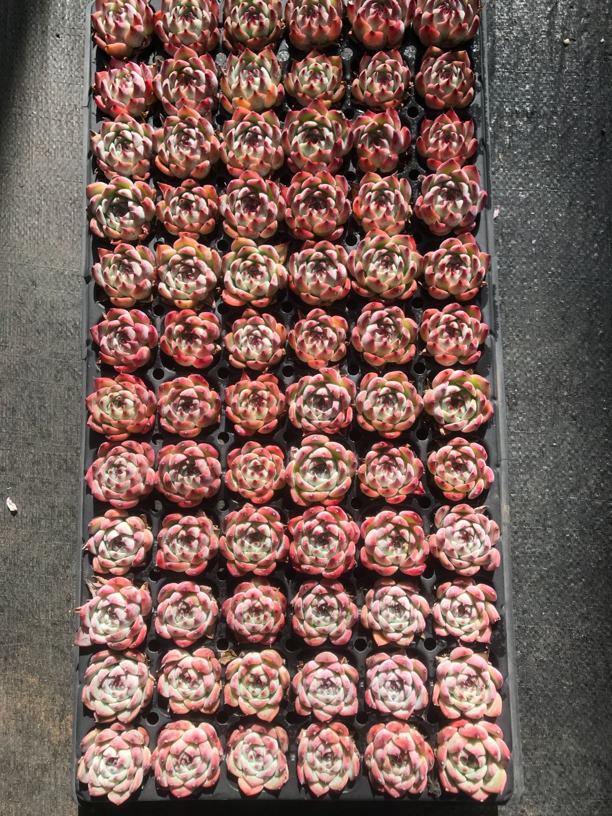 新入荷 チワワ(中型) 鮮やかな72苗セット 抜き苗 多肉植物 エケベリア レア種 韓国苗 サボテン 詰め合わせ 寄せ植え 176