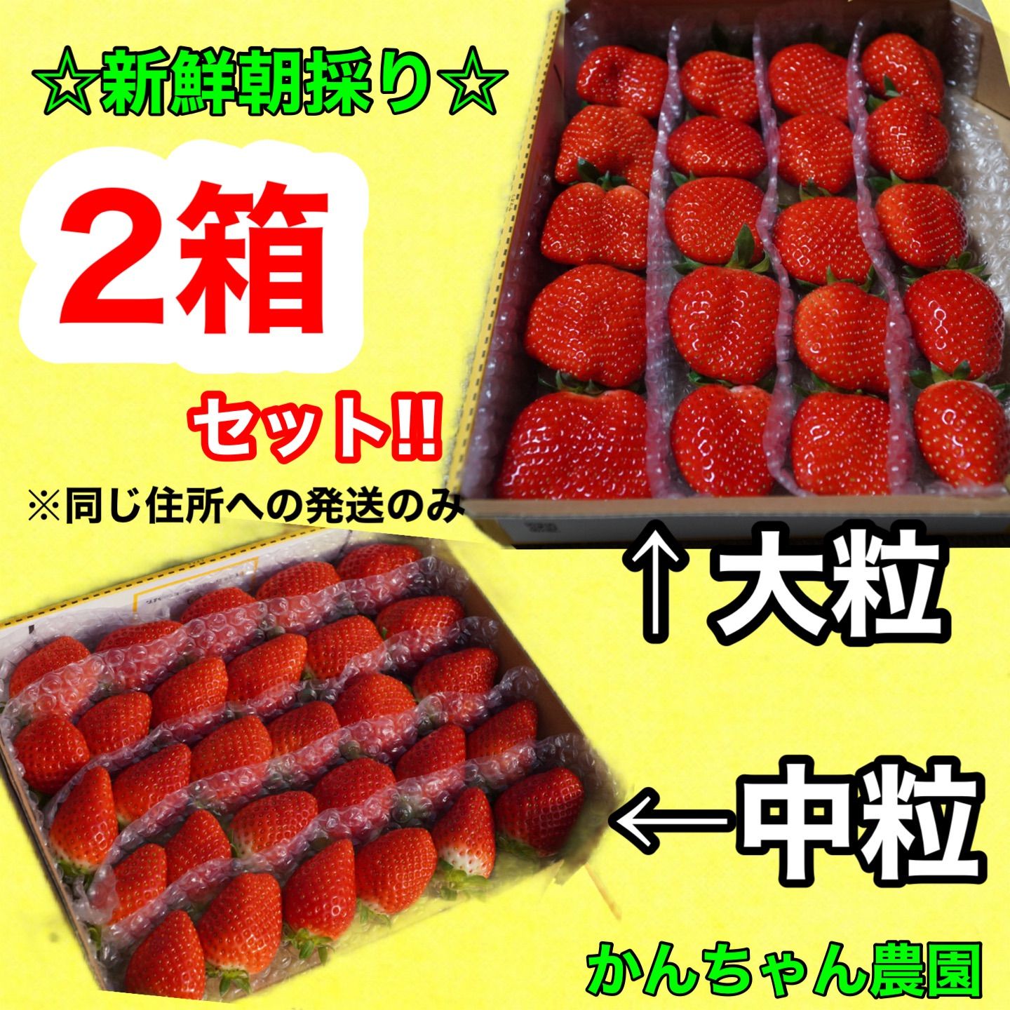 複数割引価格】新鮮朝採り?大粒＆中粒‼️かんちゃん農園 甘いいちご 