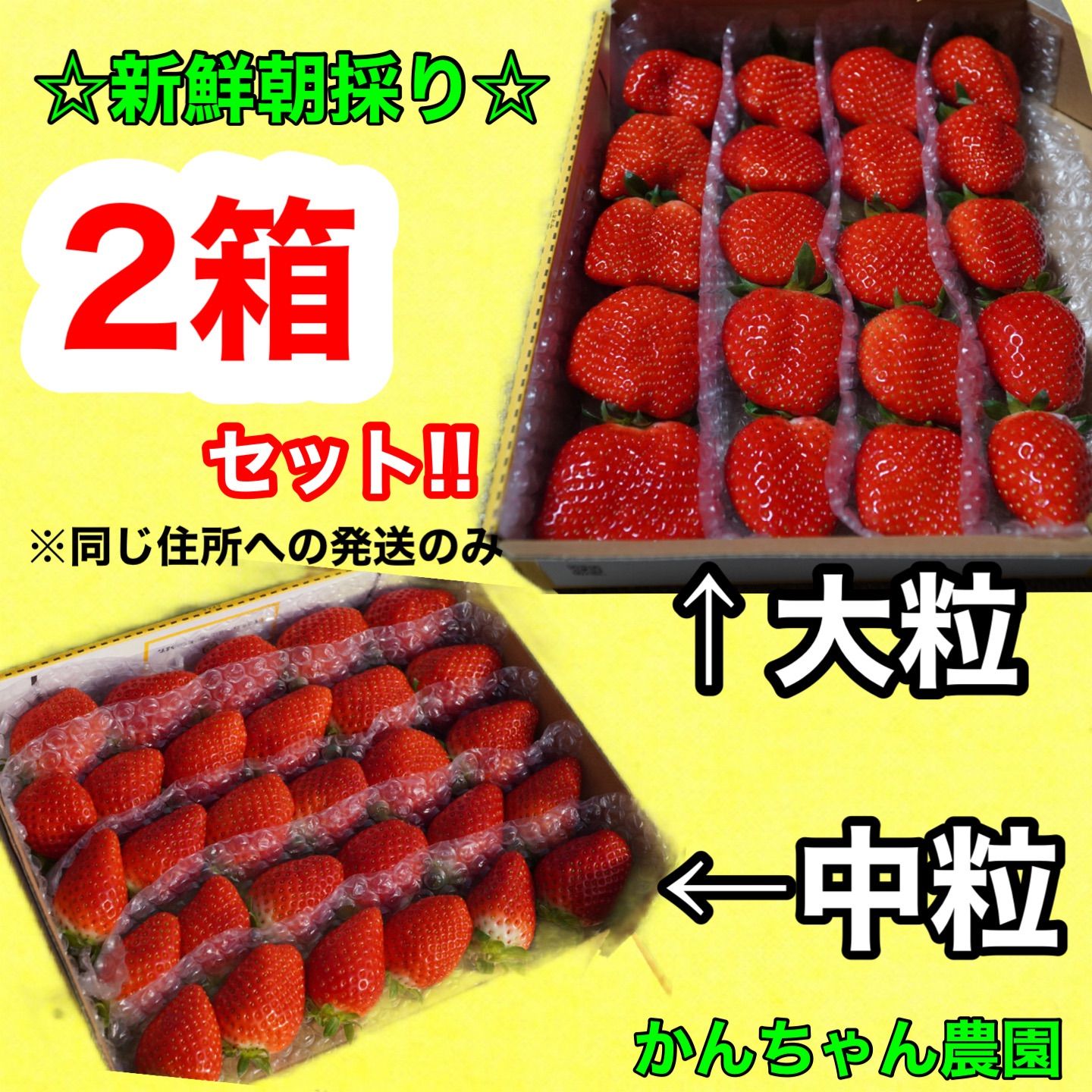 複数割引価格】新鮮朝採り🍓大粒＆中粒‼️かんちゃん農園 甘いいちご