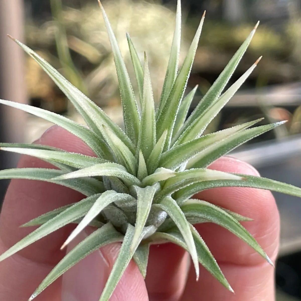 チランジア イオナンタ アルボマルギナータTillandsia ionantha