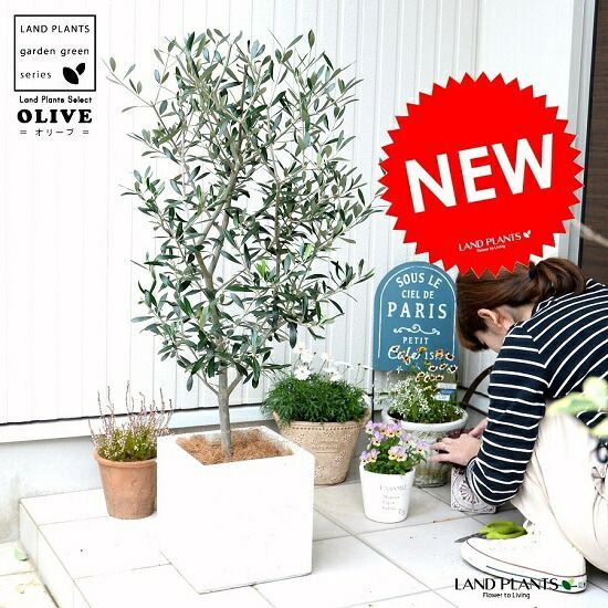 エバーフレッシュ ８号 142cm S-shaped エバーフレッシュ 8号 142cm S-shaped エバーフレッシュ 8号 142cm S