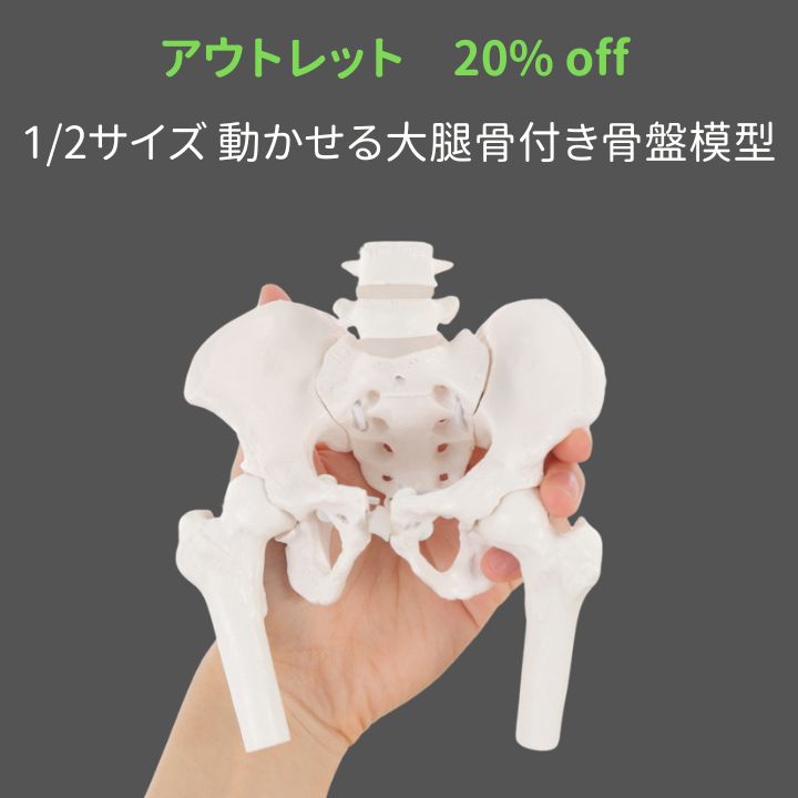 人体模型 KIYOMARU 1/2サイズのグイッと動かせる大腿骨付き骨盤模型 アウトレット