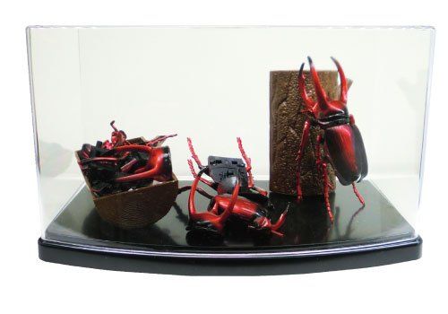 4Dパズル 昆虫DX 20個セット 楽天市場】4Dパズル 昆虫DX 20個セット (立体パズル) : おもちゃの三洋堂