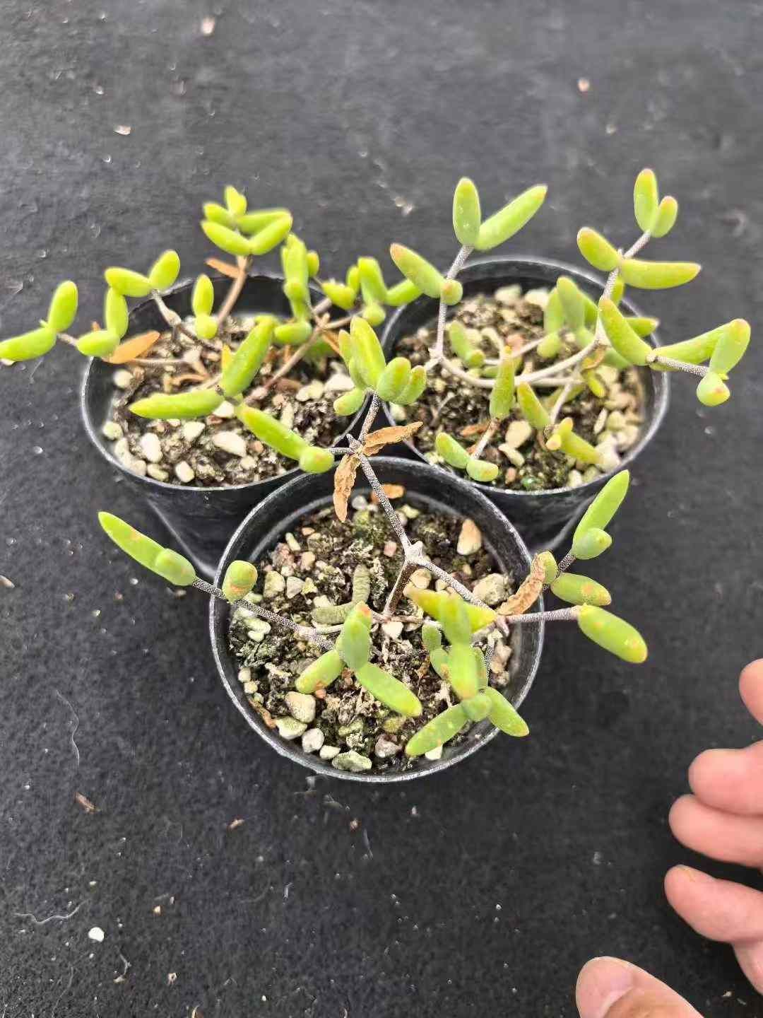 32鉢の土鉢付きセット ドロサンテマム ヒスピダム 多肉植物 佐川急便発送 エケベリア 韓国苗 MY719 YUZUMIYA_COM