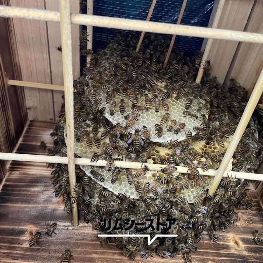 煮蝋 蜜蜂飼育箱