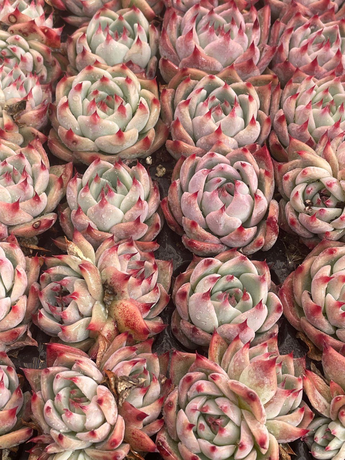 新入荷 チワワ 鮮やかな105苗セット 土と根付き 多肉植物 エケベリア